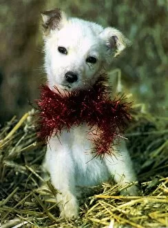Images Dated 27th December 1991: Abandoned Pup Tinsel has four days to live after he was dumped on Christmas Day in