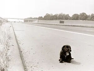 An abandoned puppy was running a real gauntlet of death along the fast lane of the M23 An abandoned puppy was running a real gauntlet of death along the fast lane of the M23