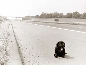 An abandoned puppy was running a real gauntlet of death along the fast lane of the M23 An abandoned puppy was running a real gauntlet of death along the fast lane of the M23