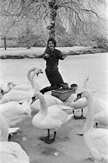 Actress Mandy Miller, former child film star, pictured here feeding swans on the river Actress Mandy Miller, former child film star, pictured here feeding swans on the river
