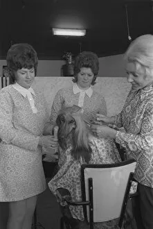 Images Dated 1st October 1971: Afghan Hound getting VIP treatment It may be a tired old cliche