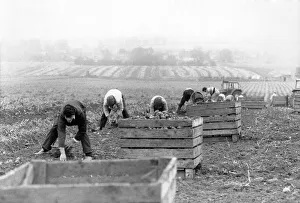 Agriculture: Farm labour. Pickers lifting leeks. November 1987 P005392 Agriculture: Farm labour. Pickers lifting leeks. November 1987 P005392