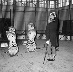 Alex Kerr and tiger Khan Tigers sitting up on their hind legs December 1957 Alex Kerr and tiger Khan Tigers sitting up on their hind legs December 1957