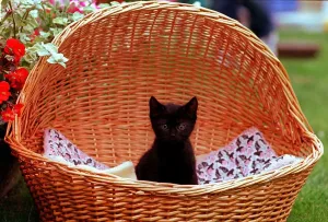 All alone in the world, one of the kittens that have been rescued by the Cats Protection All alone in the world, one of the kittens that have been rescued by the Cats Protection
