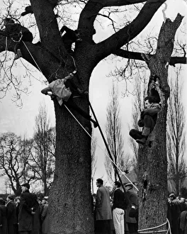 Alvechurch fans climb trees to get a view of their team in action against Enfield in Alvechurch fans climb trees to get a view of their team in action against Enfield in
