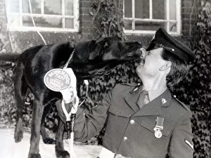 Images Dated 20th July 1989: Ambrose a sniffer dog with the Arms and Explosives search unit in Londonderry