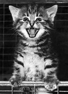 Anilmal-Cats-kittens: Kitty Komic. This six-week-old smiler was abandoned outside a pet Anilmal-Cats-kittens: Kitty Komic. This six-week-old smiler was abandoned outside a pet