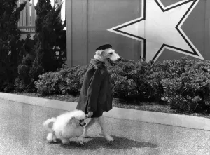 Animal Actors Dogs: Ben, dressed for his leading role, takes Chris for a walk Animal Actors Dogs: Ben, dressed for his leading role, takes Chris for a walk