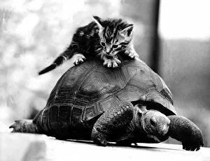 Images Dated 10th December 1984: Animal cat and tortoise December 1984