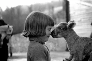 Animal/cute/child. Little girl and lambs. December 1975 75-06826-002 Animal/cute/child. Little girl and lambs. December 1975 75-06826-002