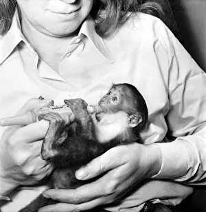 Animal: Cute. Galan the baby monkey. March 1975 75-01477 Animal: Cute. Galan the baby monkey. March 1975 75-01477
