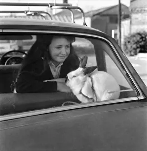 Animal/Cute: Girl/Child: Swedish dwarf rabbit. January 1976 76-00063-001 Animal/Cute: Girl/Child: Swedish dwarf rabbit. January 1976 76-00063-001