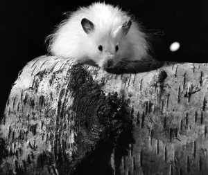 Animal: Cute: Long Haired Hamster. March 1975 75-01568 Animal: Cute: Long Haired Hamster. March 1975 75-01568