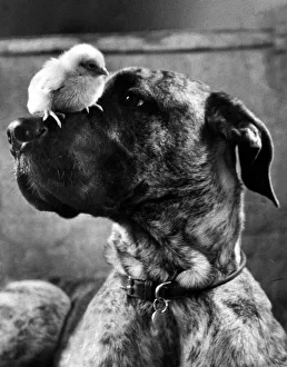 Animal Dog Great Dane March 1962 Junia a 6 months old great dane will play her Animal Dog Great Dane March 1962 Junia a 6 months old great dane will play her