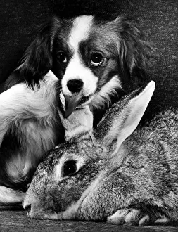 Animal Dog Papalier Puppy February 1964 Benji the 3 years old Chinchilla rabbit is Animal Dog Papalier Puppy February 1964 Benji the 3 years old Chinchilla rabbit is