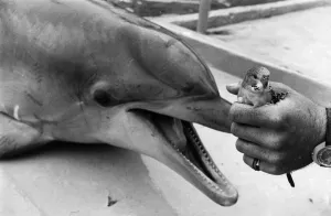 Animal: Dolphin and Budgie. July 1976 P011859 Animal: Dolphin and Budgie. July 1976 P011859