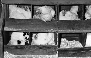Animal Friendships - Cats and Birds: Minty and her kittens in the hen house Animal Friendships - Cats and Birds: Minty and her kittens in the hen house