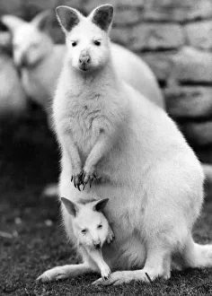 Animals: These Albino Wallabies from Australia are among the very rare animals left in Animals: These Albino Wallabies from Australia are among the very rare animals left in