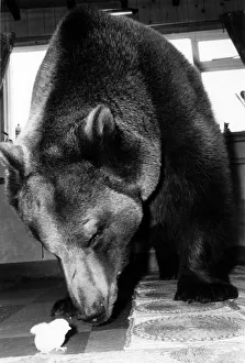 Animals - Bears. Gentle Hercules approaches the tiny chick with affectionate caution Animals - Bears. Gentle Hercules approaches the tiny chick with affectionate caution