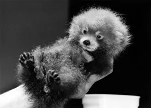 Animals - Bears - Pandas. Baby.....Five week old Roberta is being reared by hand to make Animals - Bears - Pandas. Baby.....Five week old Roberta is being reared by hand to make