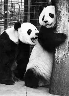 Animals - Bears - Pandas. Grr-off!....The course of true love hardly ever runs smooth Animals - Bears - Pandas. Grr-off!....The course of true love hardly ever runs smooth