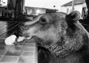 Animals - Bears Tasteful. Hercules, licking friendship into shape. April 1982 P000565 Animals - Bears Tasteful. Hercules, licking friendship into shape. April 1982 P000565