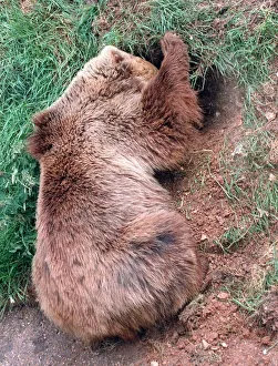 Animals Brown Bear digging hole Whipsnade Zoo June 1997 Animals Brown Bear digging hole Whipsnade Zoo June 1997