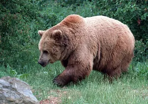 Animals Brown Bear Whipsnade Zoo June 1997 Animals Brown Bear Whipsnade Zoo June 1997