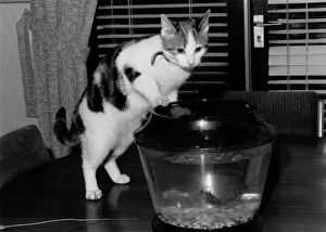 Animals: Cats and Fish. December 1989 P000468 Animals: Cats and Fish. December 1989 P000468