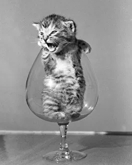 animals Cats Kitten in a brandy glass 1950 animals Cats Kitten in a brandy glass 1950