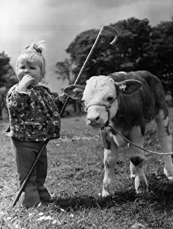 Animals Cattle. It may look as if Little Bo Peep has come unstuck again Animals Cattle. It may look as if Little Bo Peep has come unstuck again
