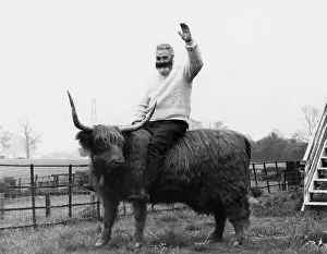Animals Cattle. Mission completed...Ed Milborrow with his latest work. June 1973 P000479 Animals Cattle. Mission completed...Ed Milborrow with his latest work. June 1973 P000479
