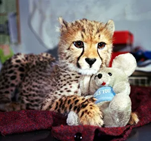 Animals - Cheetah February 1987 A©mirrorpix Animals - Cheetah February 1987 A©mirrorpix
