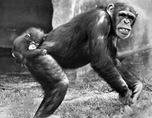Images Dated 21st April 1971: Animals: Chimpanzees: When you re a baby chimp, you have to hang on like grim death