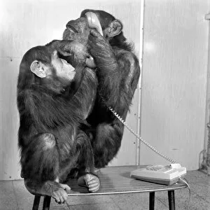 Images Dated 13th May 1986: Animals: Chimpanzees: Chimps with telephones. May 1986 86-2531-003
