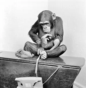 Images Dated 13th May 1986: Animals: Chimpanzees: Chimps with telephones. May 1986 86-2531-004