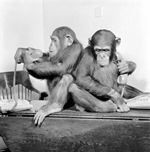 Images Dated 13th May 1986: Animals: Chimpanzees: Chimps with telephones. May 1986 86-2531-006