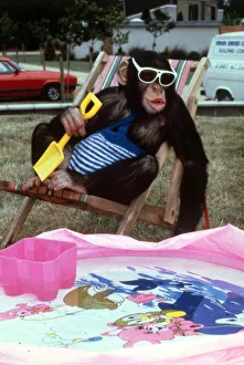 Animals - Chipmanzee Chimp February 1987 A©mirrorpix Animals - Chipmanzee Chimp February 1987 A©mirrorpix