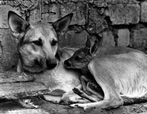 Animals Dog Alsatian May 1972 Flora a farmers Alsatian was a good mum lto a baby Animals Dog Alsatian May 1972 Flora a farmers Alsatian was a good mum lto a baby