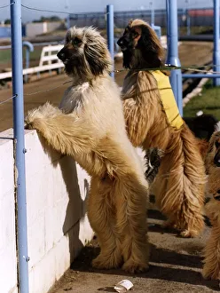 Animals Dogs Afghan Hounds peer over wall at race track Animals Dogs Afghan Hounds peer over wall at race track