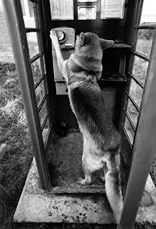 Animals - Dogs - Alsatians : Humour. December 1974 P000598 Animals - Dogs - Alsatians : Humour. December 1974 P000598