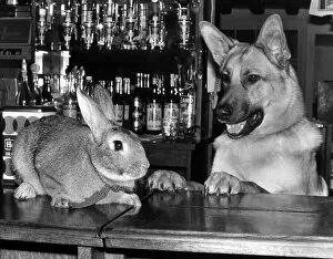 Images Dated 31st December 1977: Animals Dogs Alsation German Shepherd Rabbits December 1977 Harold