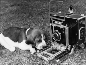 Animals Dogs One of the beagle pups, very camera conscious, gets in line for a close-up Animals Dogs One of the beagle pups, very camera conscious, gets in line for a close-up
