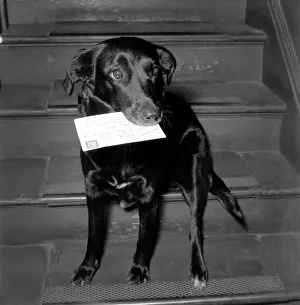 Animals Dogs: Black mongrel Susan who lives in a block of offices at 7, Bruce Grove Animals Dogs: Black mongrel Susan who lives in a block of offices at 7, Bruce Grove