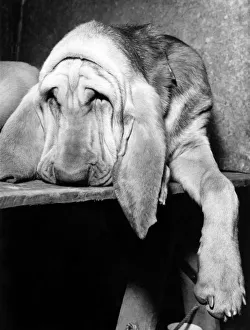 Animals Dogs Bloodhound. November 1964 P000589 Animals Dogs Bloodhound. November 1964 P000589