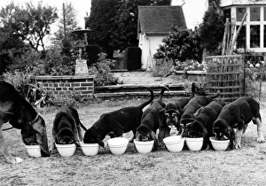 Animals - Dogs - Bloodhound. October 1947 P000586 Animals - Dogs - Bloodhound. October 1947 P000586