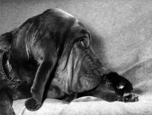 Animals - Dogs - Bloodhounds. March 1974 P000587 Animals - Dogs - Bloodhounds. March 1974 P000587