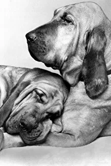 Images Dated 13th February 1976: Animals - Dogs Bloodhounds Saint and Henry - Famous TV Commercial Dogs