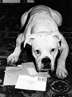 Images Dated 3rd February 1982: Animals-Dogs-Boxer: Solo waits for the letter box blues to strike again