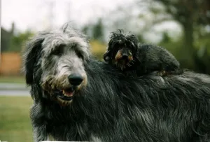 Animals Dogs Irish Wolfhound with other small dog circa 1998 A©Mirrorpix Animals Dogs Irish Wolfhound with other small dog circa 1998 A©Mirrorpix